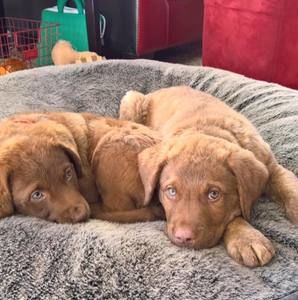 Meet your Posher, Craig